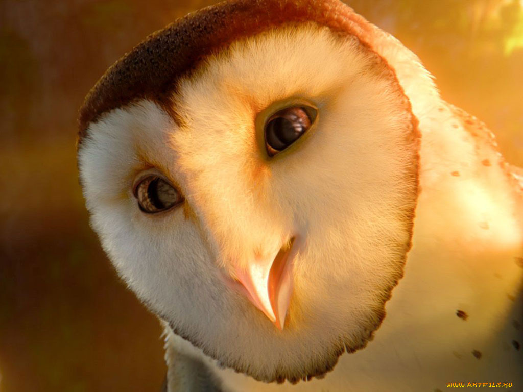 , , , legend, of, the, guardians, owls, gahoole